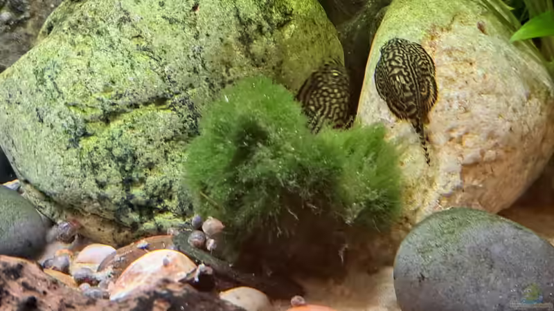 Besatz im Aquarium Back to Vietnam von okefenokee (30)