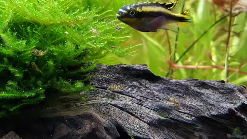 Besatz im Aquarium Baco columbianus von Pegnitz (27)