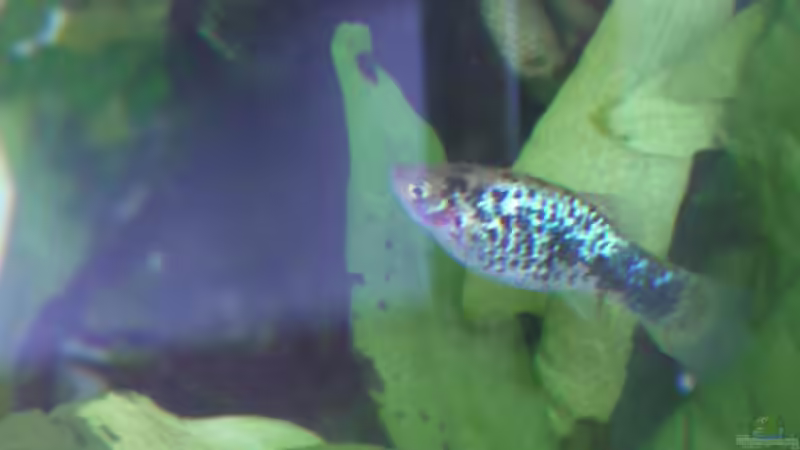 Besatz im Aquarium Balkonoase 2018 (AUFGELÖST!) von Mike Steidl (6)