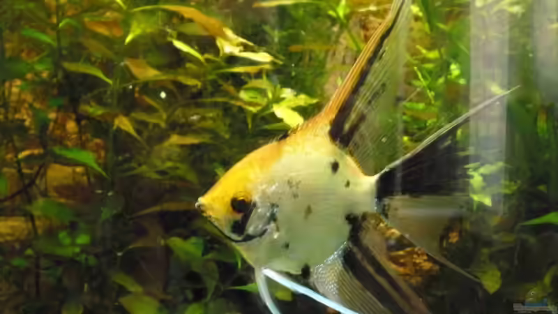 Besatz im Aquarium Bandits Gesellschaftsbecken von Bandit2006 (5)