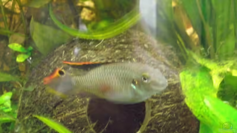 Besatz im Aquarium Bandits Gesellschaftsbecken von Bandit2006 (6)