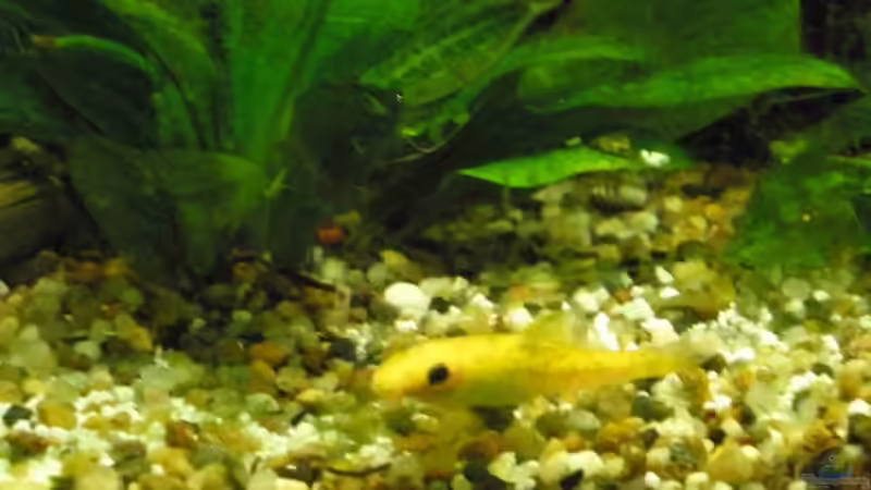 Besatz im Aquarium Bandits Gesellschaftsbecken von Bandit2006 (8)