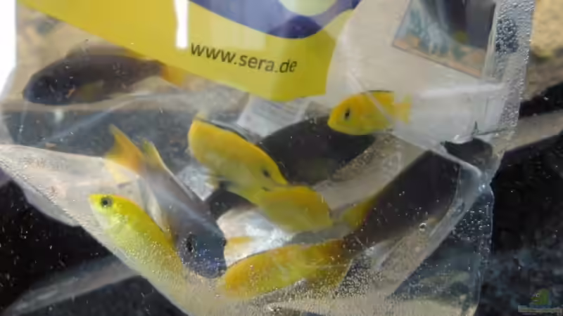 Besatz im Aquarium Bandits Malawi von Bandit2006 (4)