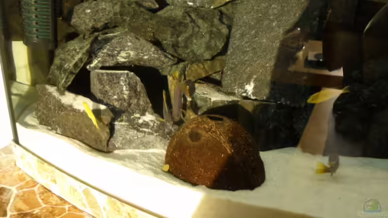 Besatz im Aquarium Bandits Malawi von Bandit2006 (5)