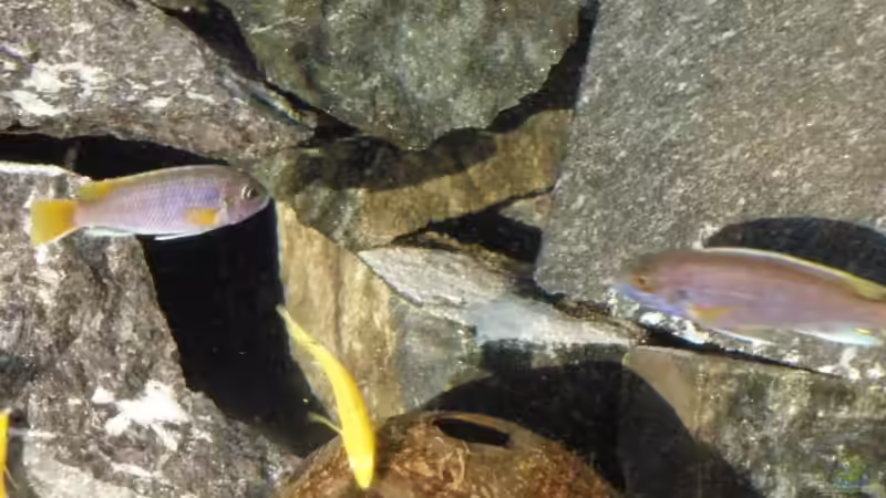 Besatz im Aquarium Bandits Malawi von Bandit2006 (6)