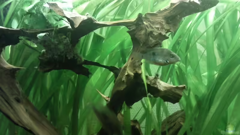 Besatz im Aquarium Barschbecken von Inot (6)