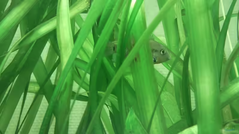 Besatz im Aquarium Barschbecken von Inot (7)