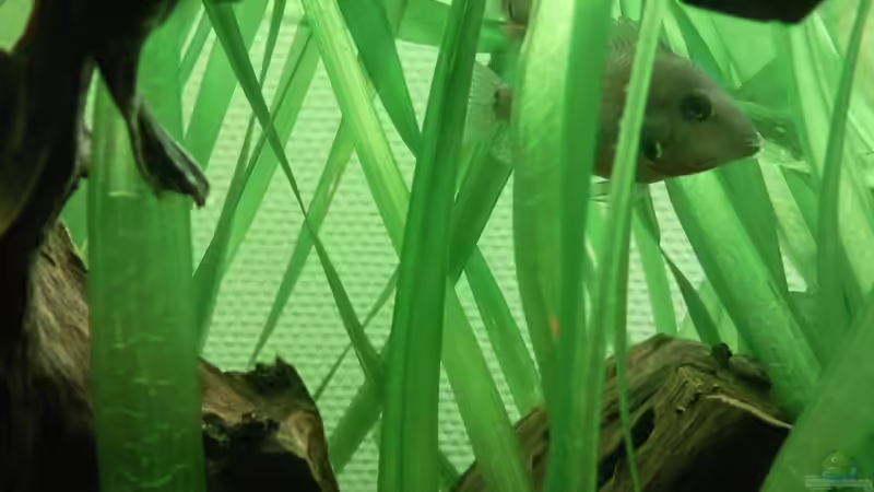 Besatz im Aquarium Barschbecken von Inot (8)