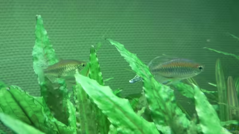 Besatz im Aquarium Barschbecken von Inot (9)