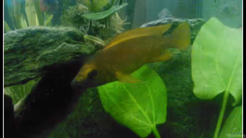 Besatz im Aquarium Barschbecken von mariajudyta (59)