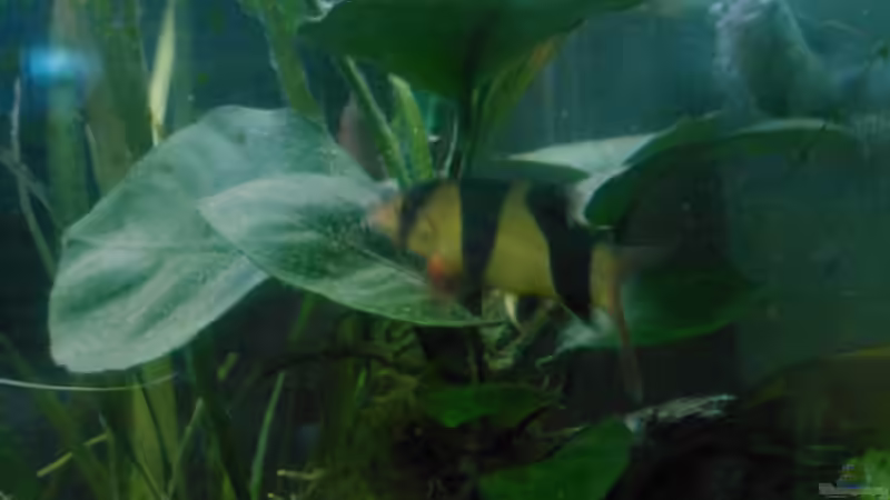 Besatz im Aquarium Barschbecken von mariajudyta (60)