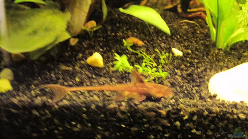 Besatz im Aquarium Barschbecken von picknicker1982 (6)