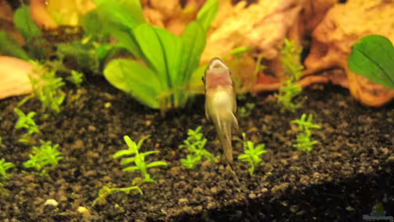 Besatz im Aquarium Barschbecken von picknicker1982 (8)