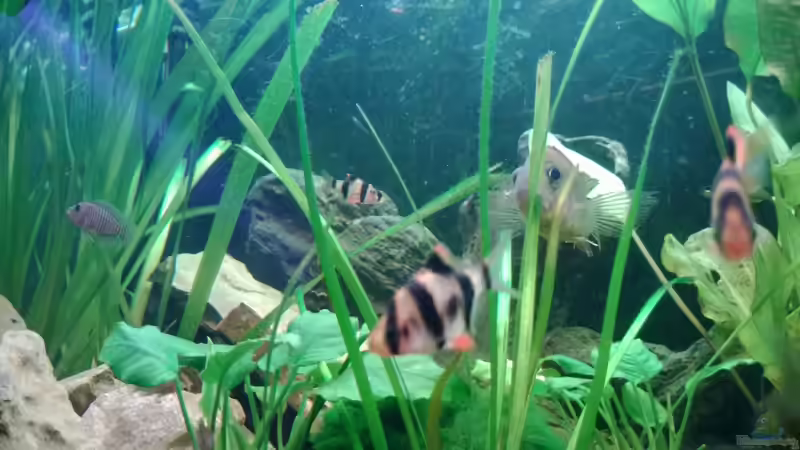 Besatz im Aquarium BarschBecken von Sanchez79 (10)