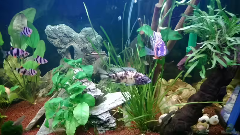 Besatz im Aquarium BarschBecken von Sanchez79 (12)