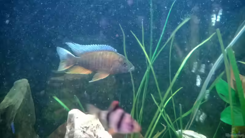 Besatz im Aquarium BarschBecken von Sanchez79 (13)