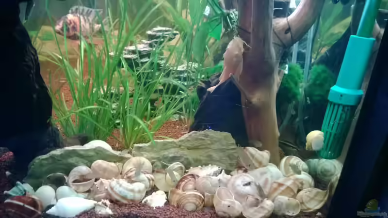 Besatz im Aquarium BarschBecken von Sanchez79 (15)