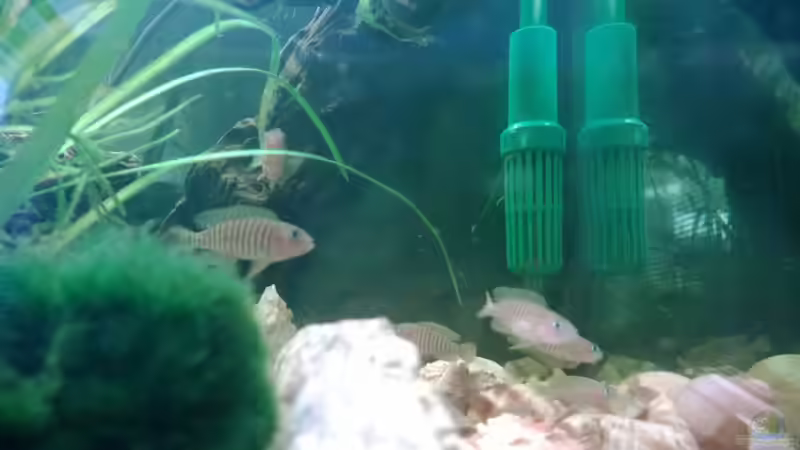 Besatz im Aquarium BarschBecken von Sanchez79 (16)