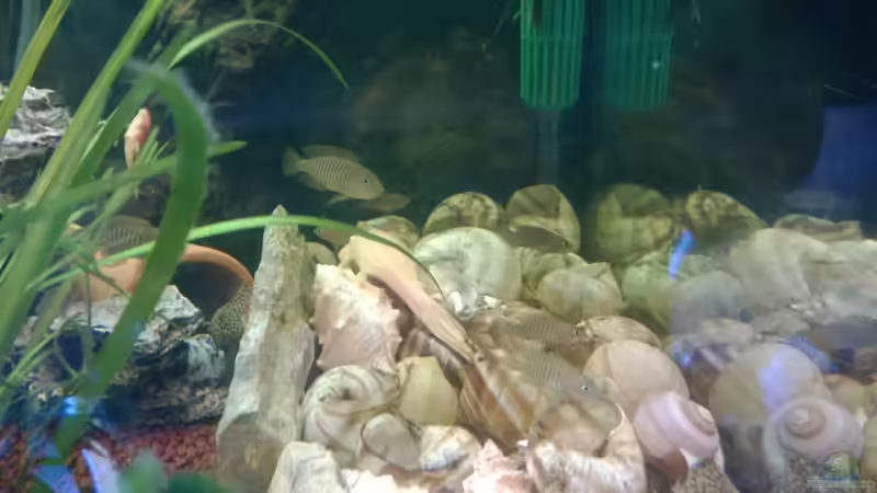 Besatz im Aquarium BarschBecken von Sanchez79 (17)