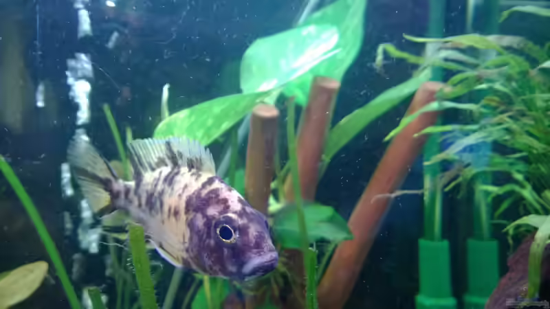 Besatz im Aquarium BarschBecken von Sanchez79 (5)