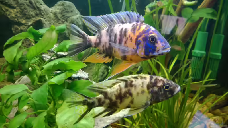 Besatz im Aquarium BarschBecken von Sanchez79 (6)