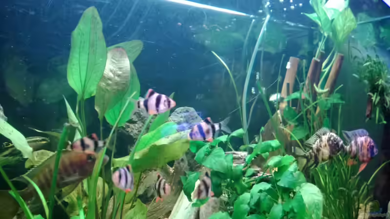 Besatz im Aquarium BarschBecken von Sanchez79 (7)