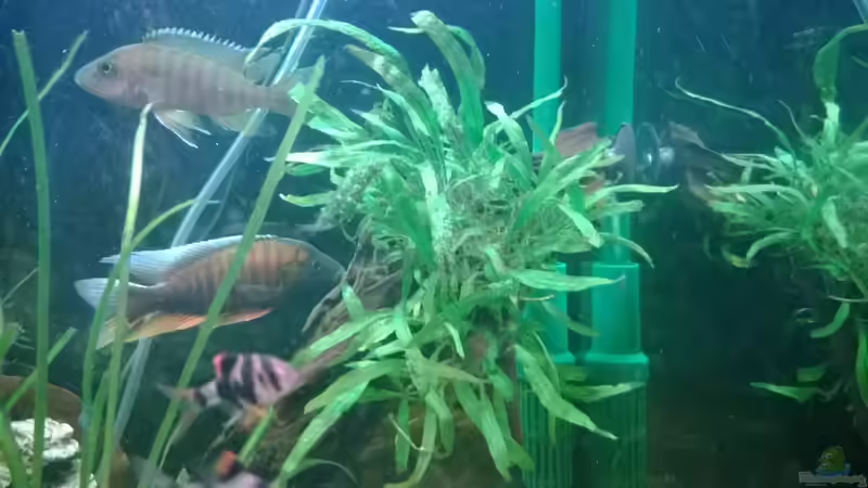 Besatz im Aquarium BarschBecken von Sanchez79 (8)