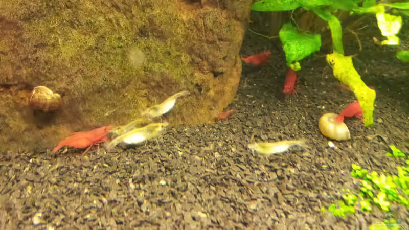 Besatz im Aquarium Basalttürme von Mac W (13)