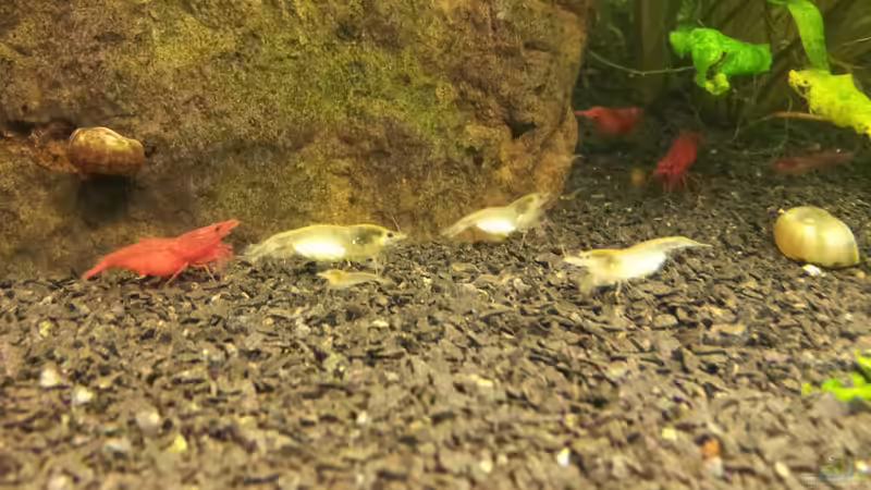 Besatz im Aquarium Basalttürme von Mac W (15)