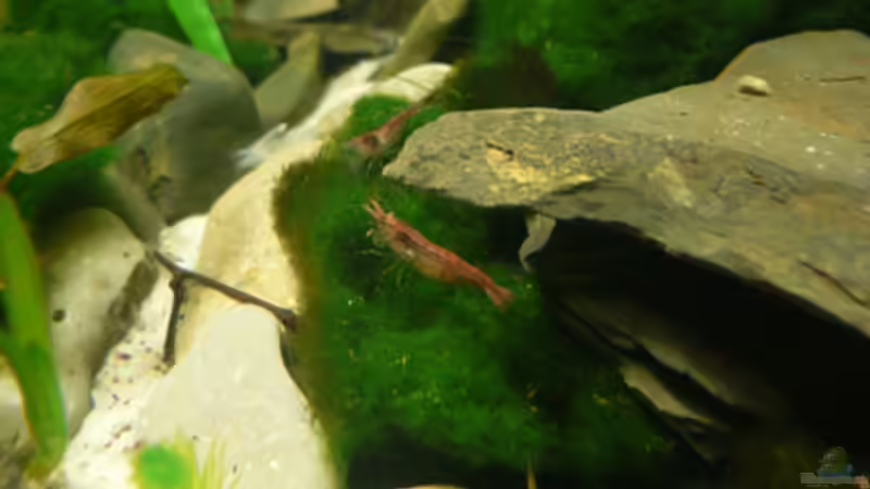 Besatz im Aquarium ~Bavarian alp~ von Cichlid Power (10)