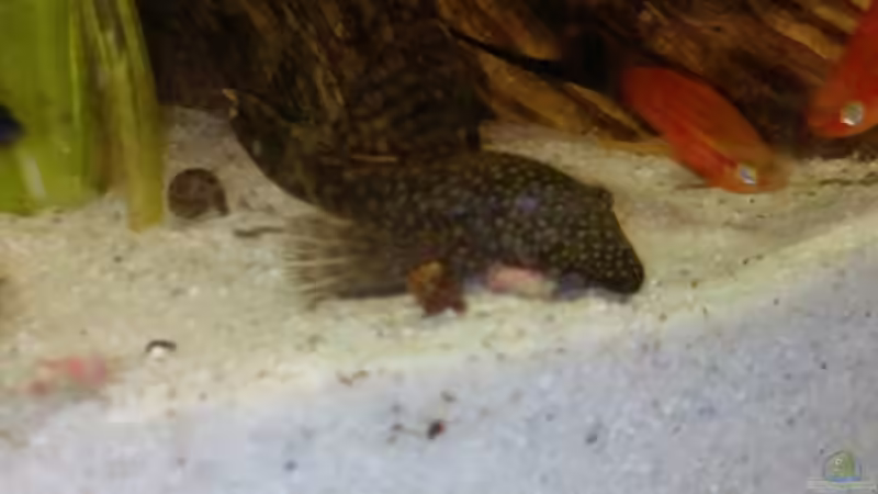 Besatz im Aquarium bearbeitung es kommt ein neues mit 450L bilder sin von Ronny Lehmann (17)