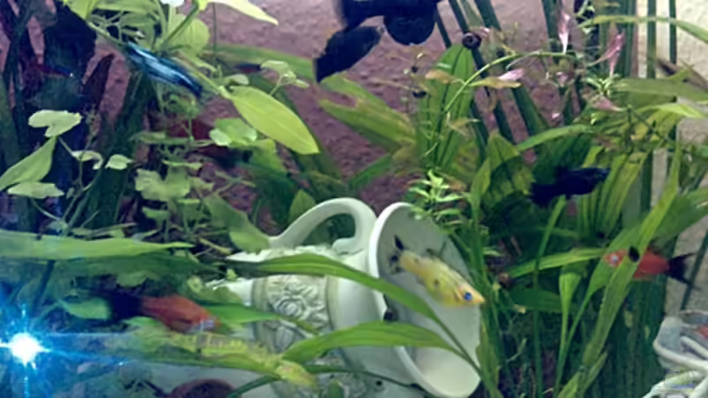 Besatz im Aquarium bearbeitung es kommt ein neues mit 450L bilder sin von Ronny Lehmann (20)