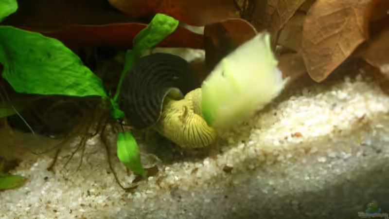 Besatz im Aquarium Becken 1 von Felix Richter (6)