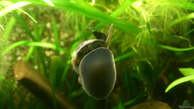 Besatz im Aquarium Becken 1 von Felix Richter (7)