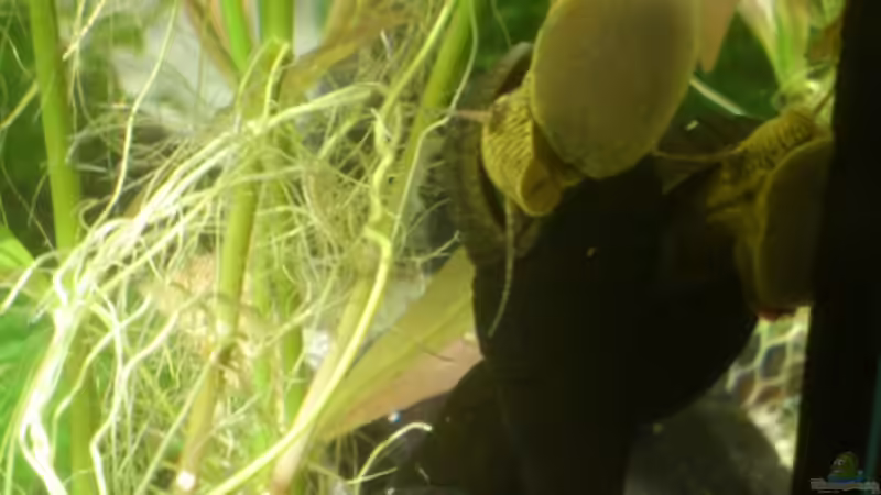 Besatz im Aquarium Becken 1 von Felix Richter (8)