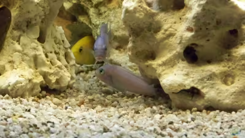 Besatz im Aquarium Becken 10002 von Andy Hurm (16)