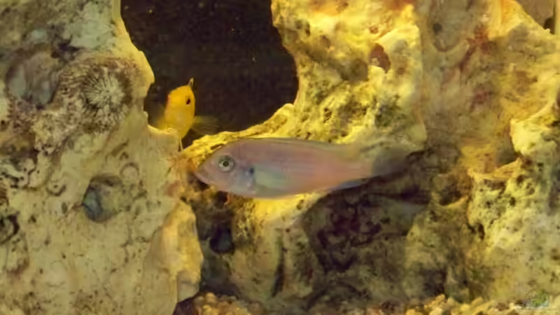 Besatz im Aquarium Becken 10002 von Andy Hurm (17)