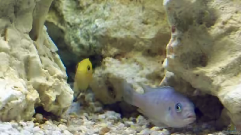 Besatz im Aquarium Becken 10002 von Andy Hurm (18)