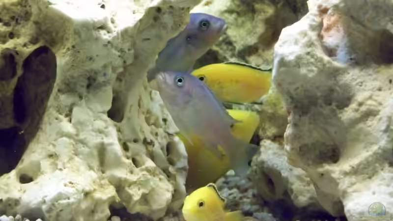 Besatz im Aquarium Becken 10002 von Andy Hurm (20)