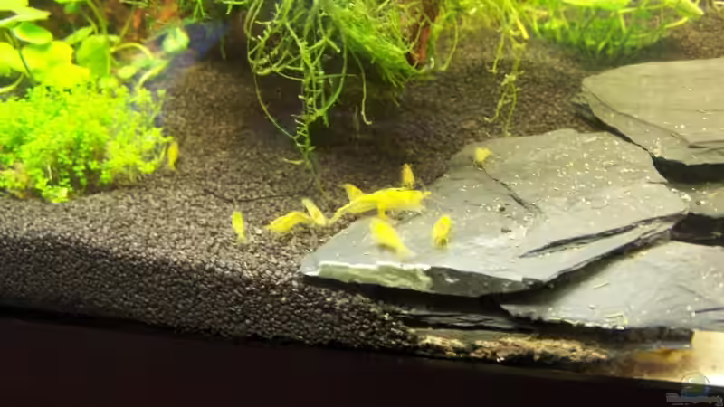 Besatz im Aquarium Becken 10006 von Dani B (8)