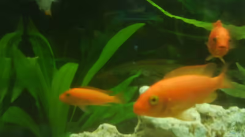 Besatz im Aquarium Becken 10008 von Carlos Eduardo (10)