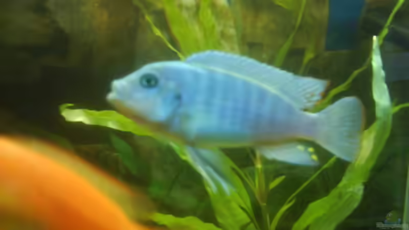 Besatz im Aquarium Becken 10008 von Carlos Eduardo (11)