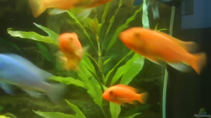 Besatz im Aquarium Becken 10008 von Carlos Eduardo (12)