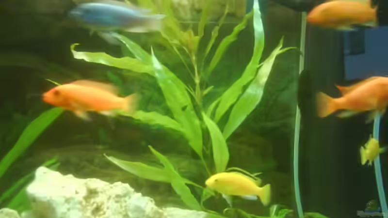 Besatz im Aquarium Becken 10008 von Carlos Eduardo (14)