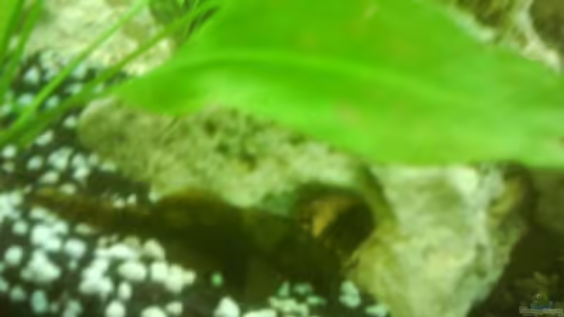 Besatz im Aquarium Becken 10008 von Carlos Eduardo (8)