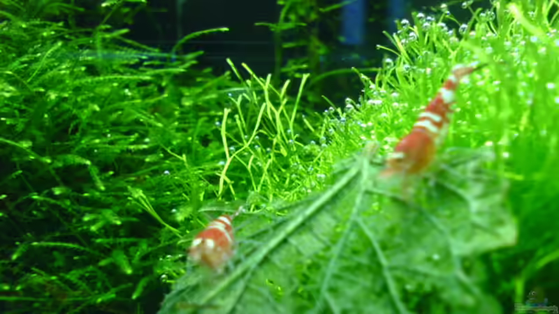 Besatz im Aquarium Becken 10012 von lippe (5)