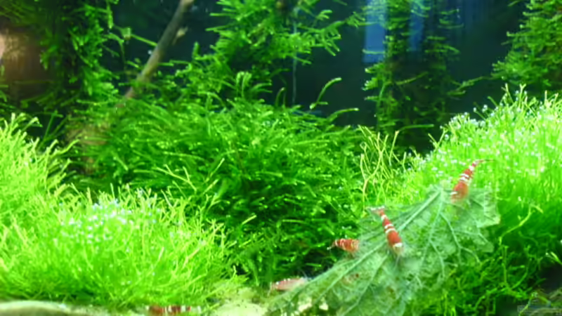 Besatz im Aquarium Becken 10012 von lippe (6)