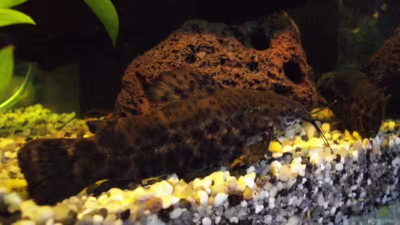 Besatz im Aquarium Becken 10016 von stone (11)