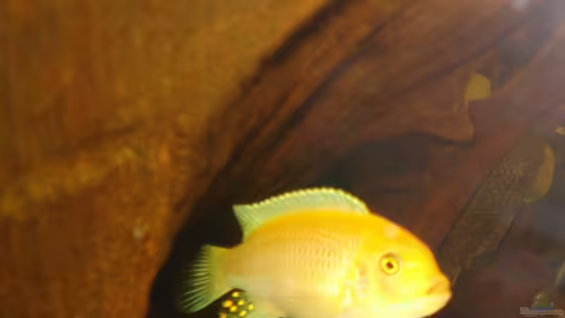 Besatz im Aquarium Becken 10016 von stone (12)