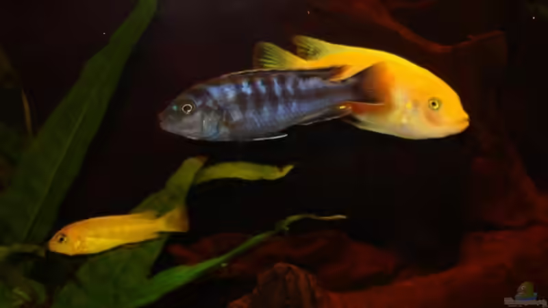 Besatz im Aquarium Becken 10016 von stone (13)